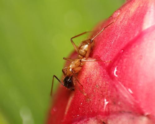 Florida carpenter ant