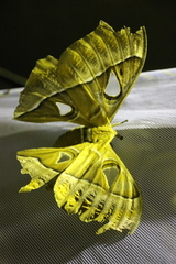 Coscinocera hercules