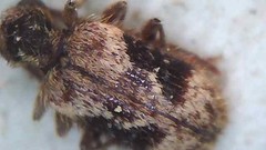 Ptinus texanus