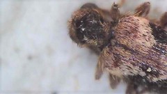 Ptinus texanus