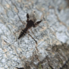 Cheliferoides segmentatus