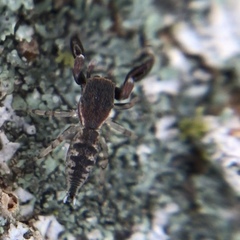 Cheliferoides segmentatus