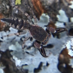 Cheliferoides segmentatus