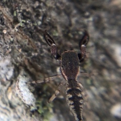 Cheliferoides segmentatus