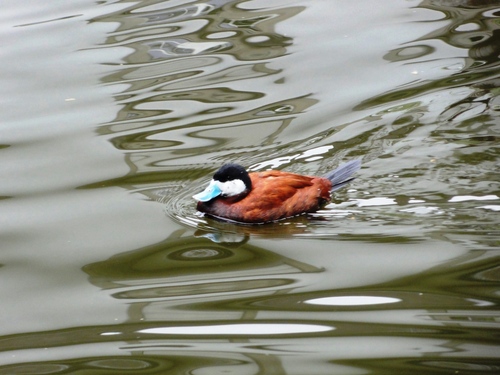 Malvasía canela (Oxyura jamaicensis)