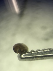 Hyperaspidius transfugatus