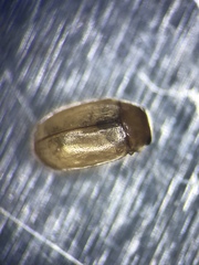 Hyperaspidius transfugatus