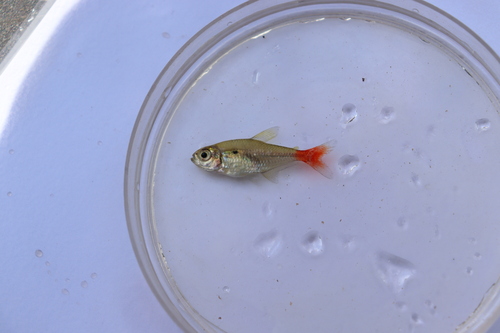 Red-base tetra (Hemigrammus stictus) — Characidae
