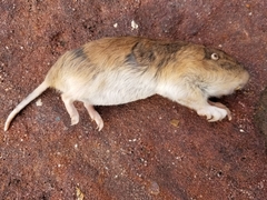 Geomys texensis