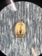 Hyperaspidius transfugatus