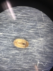 Hyperaspidius transfugatus