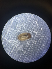 Hyperaspidius transfugatus