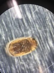 Hyperaspidius transfugatus