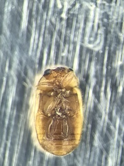 Hyperaspidius transfugatus