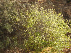 Styrax officinalis