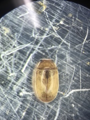 Hyperaspidius transfugatus