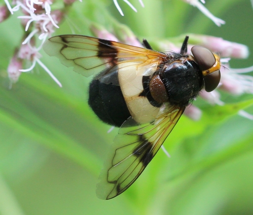 Pellucid Hover Fly photo 6