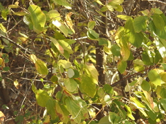 Styrax officinalis