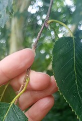 Betula utilis, photograph (c) Leanne Dempsey, some rights reserved (CC BY)