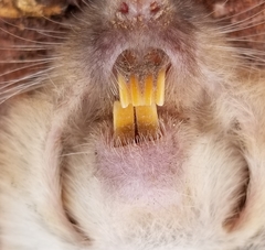 Geomys texensis