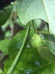 Phyllanthus mariannensis