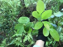 Phyllanthus mariannensis