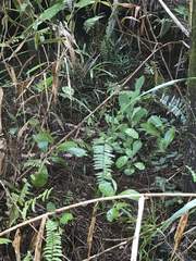 Phyllanthus mariannensis