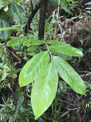 Phyllanthus mariannensis