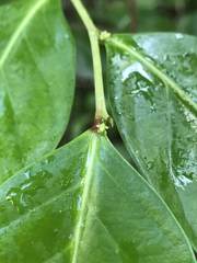 Phyllanthus mariannensis