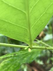 Phyllanthus mariannensis