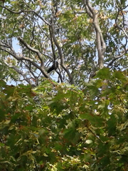 Corvus