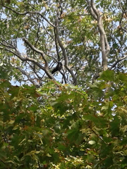 Corvus
