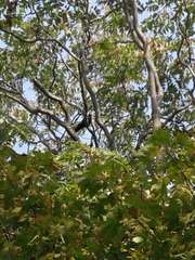 Corvus