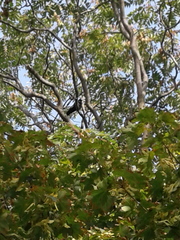 Corvus