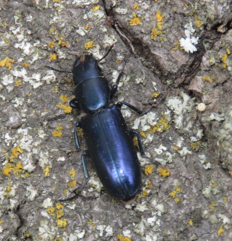 Coleoptera