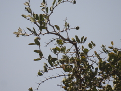 Ziziphus lotus