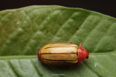 Disonycha quinquelineata