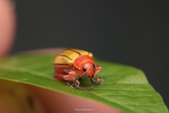 Disonycha quinquelineata