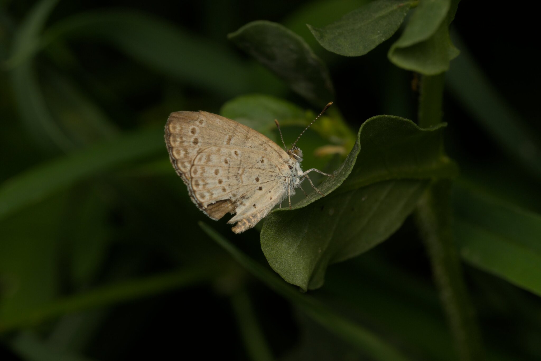 Pale Grass Blue