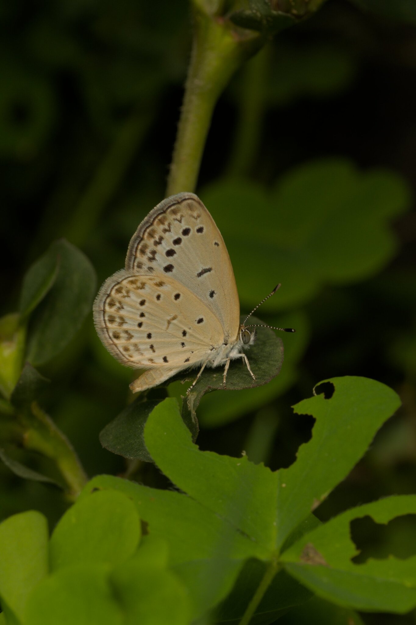 Pale Grass Blue