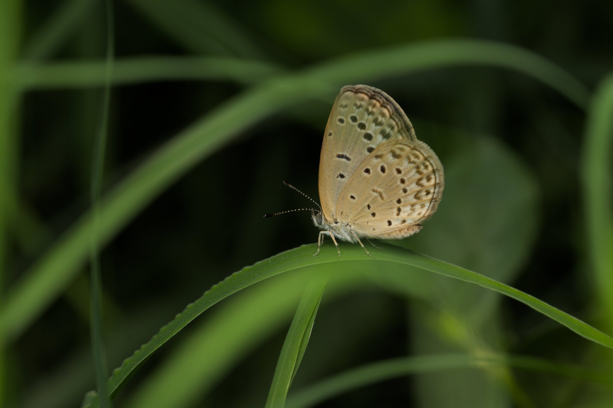 Pale Grass Blue