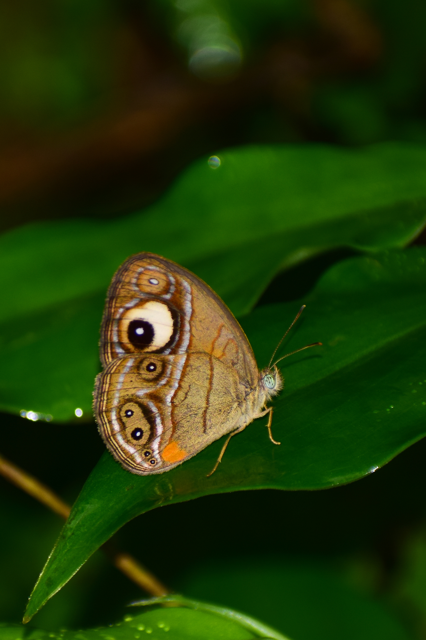 Malabar Glad-Eye Bushbrown