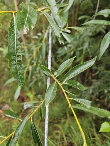 Siberian Violet-willow