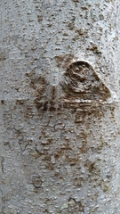 Pandercetes gracilis