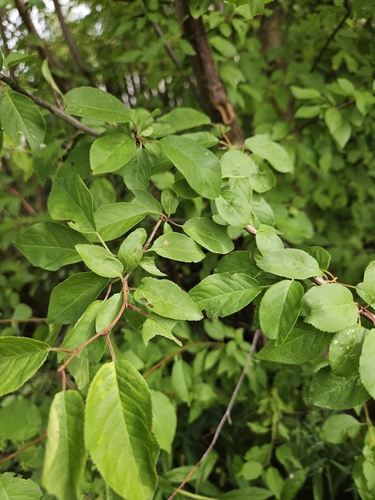 Cherry-plum