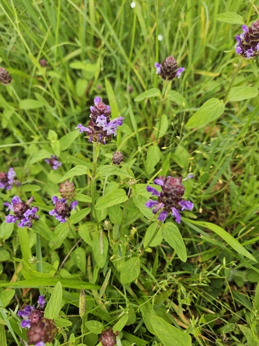 common selfheal