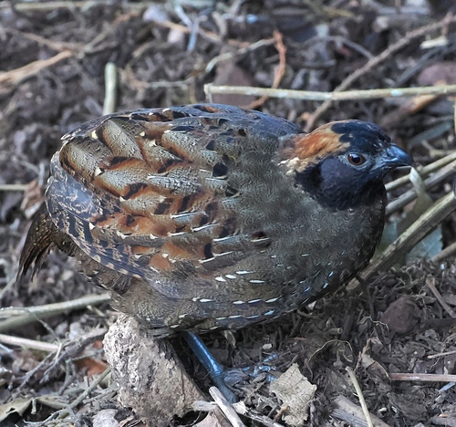 Black-fronted Wood Quail (Odontophorus atrifrons), photo 2