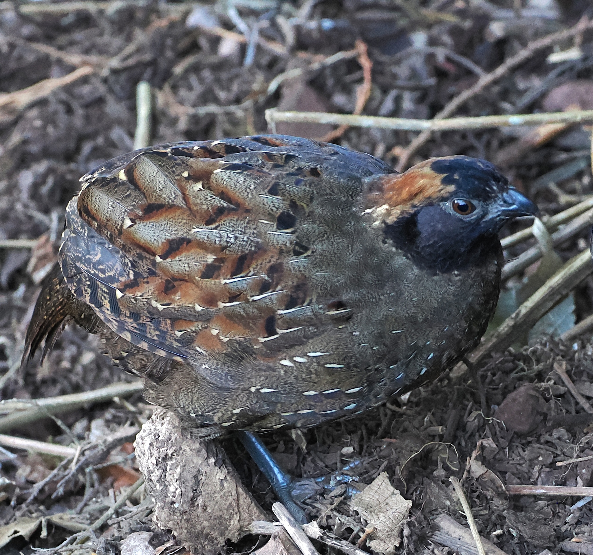 Black-fronted Wood Quail (Odontophorus atrifrons), photo 2