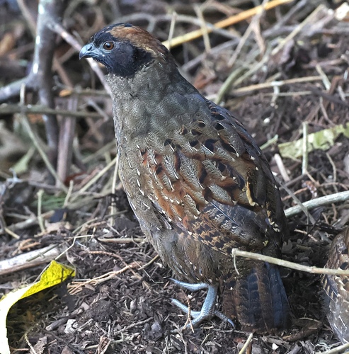 Black-fronted Wood Quail (Odontophorus atrifrons), photo 3