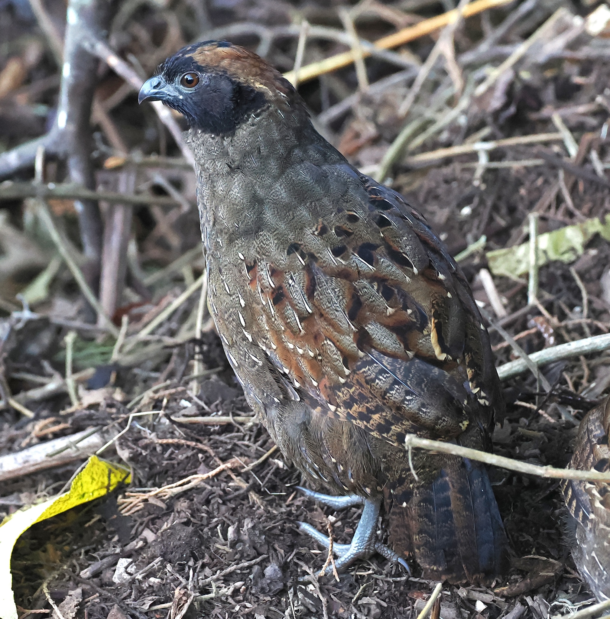 Black-fronted Wood Quail (Odontophorus atrifrons), photo 3